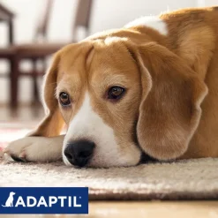 ADAPTIL® Calm kaulapanta koirille