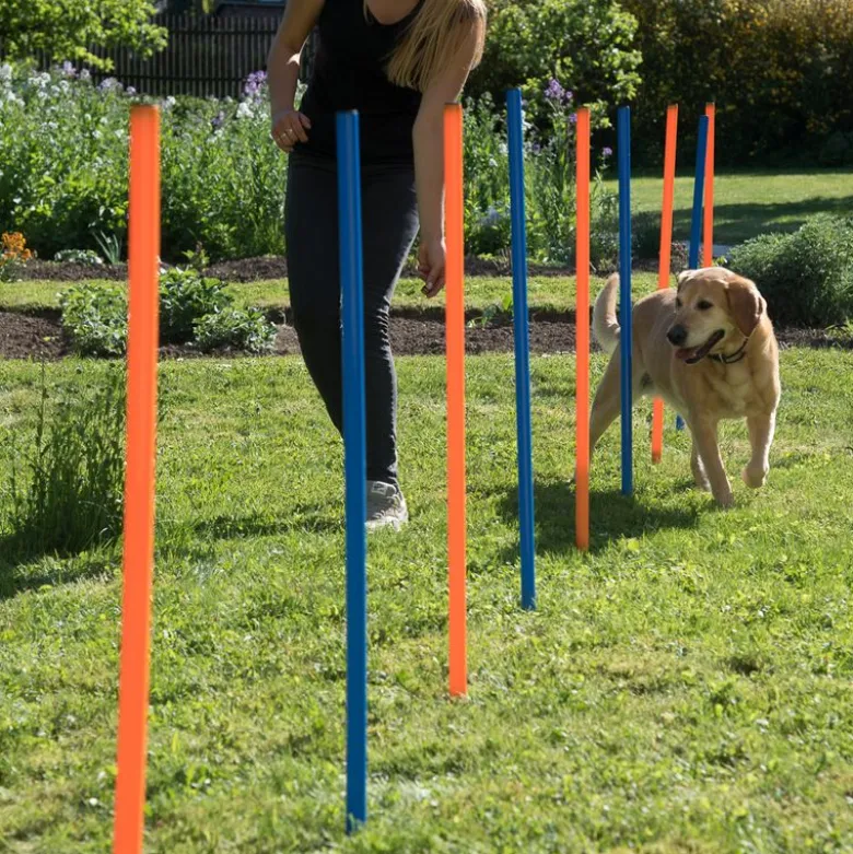 Agility Fun & Sport -agilityrata