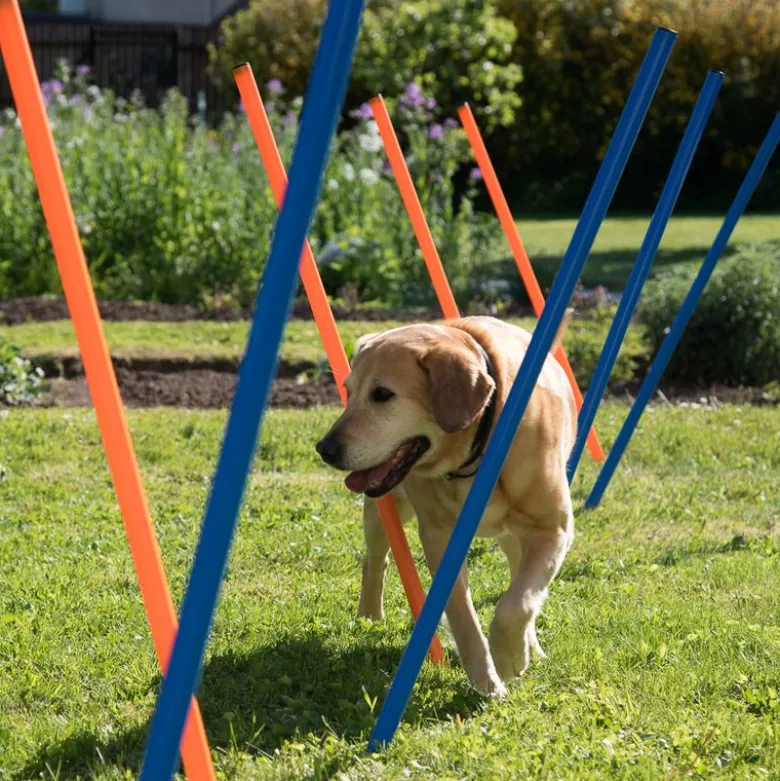 Agility Fun & Sport -agilityrata