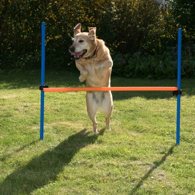 Agility Fun & Sport -agilityrata