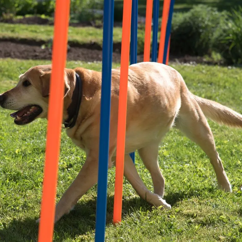 Agility Fun & Sport -agilityrata