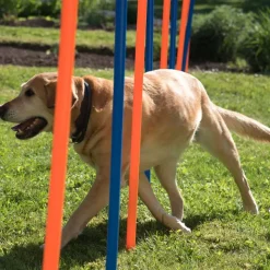 Agility Fun & Sport -pujottelueste