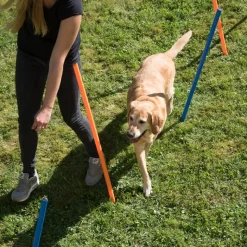 Agility Fun & Sport -pujottelueste