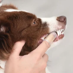 Arm & Hammer -hammashoitosetti: hammasharja ja -tahna