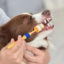 Arm & Hammer -hammashoitosetti: hammasharja ja -tahna