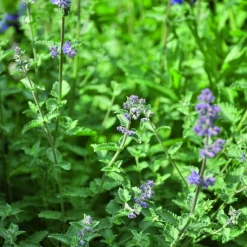 Aumüller Soft Flowers -kissan leikkityyny