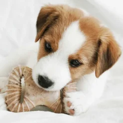 Benebone pentusetti - Wishbone & Dental Chew