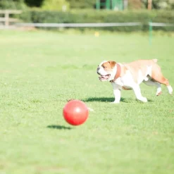 Boomer Ball