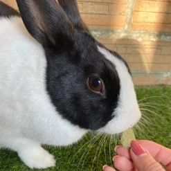 Burgess Excel Nature Snacks Herby Hearts