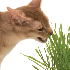 Catit Senses 2.0 -ruohoalusta
