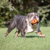 CHUCKIT! Air Fetch Football