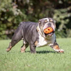 CHUCKIT! Air Fetch Football