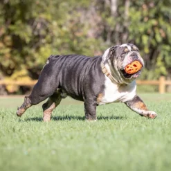 CHUCKIT! Air Fetch Football