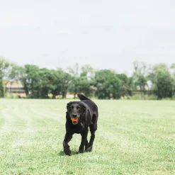 Chuckit! Breathe Right Fetch Ball