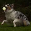 Chuckit! Max Glow Ball
