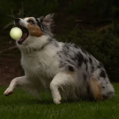 Chuckit! Max Glow Ball