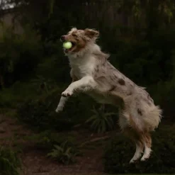 Chuckit! Max Glow Ball