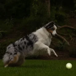 Chuckit! Max Glow Ball