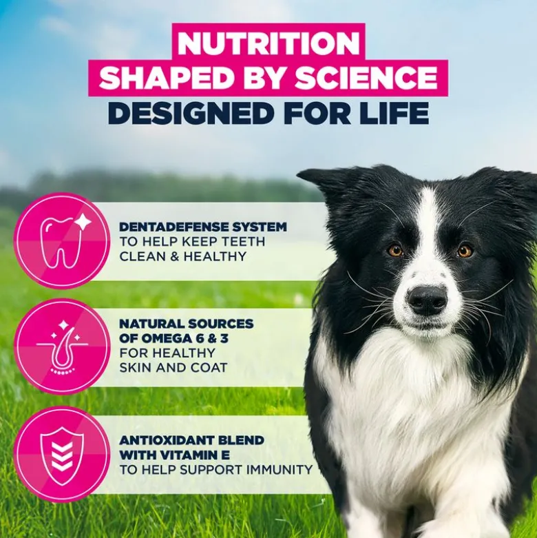 Eukanuba Premium Nutrition Adult Medium Breed kana