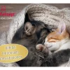 Felisept Home Comfort -rauhoitussuihke