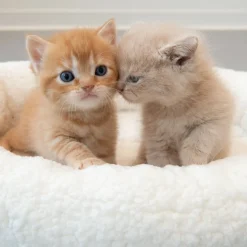 Fluffy 2in1 -lemmikinpeti