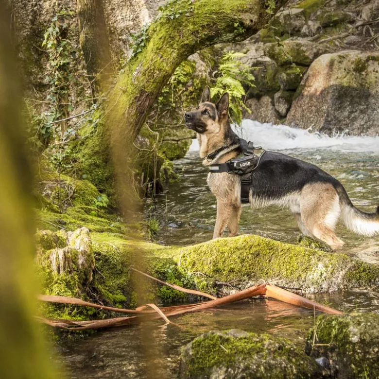 JULIUS-K9 IDC® Power -koiranvaljaat, maastokuosi