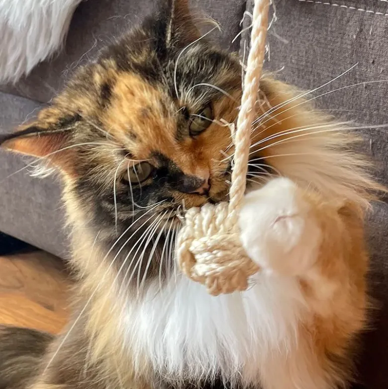 Kater Kasimir -apinannyrkki