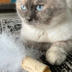 Kater Kasimir -höyhenpallo