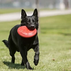 KONG Flyer -frisbee