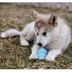 KONG Puppy