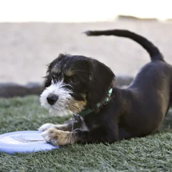KONG Puppy Flyer -frisbee