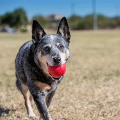KONG Snack-Ball reiällä