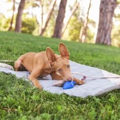Nomad Tales Stone -matka-alusta koirille