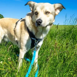 Pawz & Pepper Strong -jälkiliina, sininen