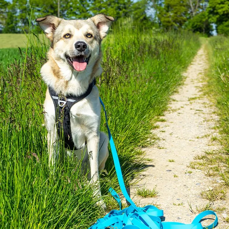 Pawz & Pepper Strong -jälkiliina, sininen