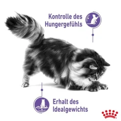 Royal Canin Appetite Control Care kastikkeessa