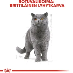 Royal Canin British Shorthair Adult