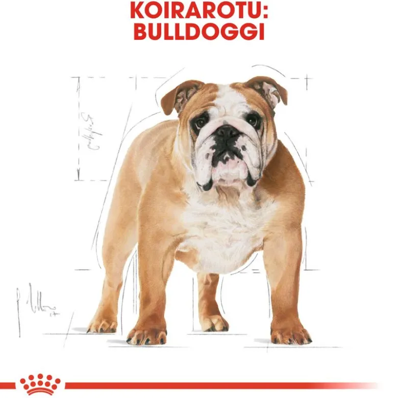 Royal Canin Bulldog Adult