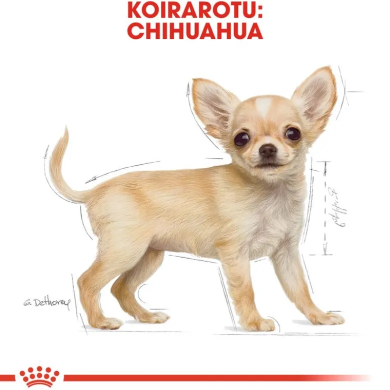 Royal Canin Chihuahua Puppy