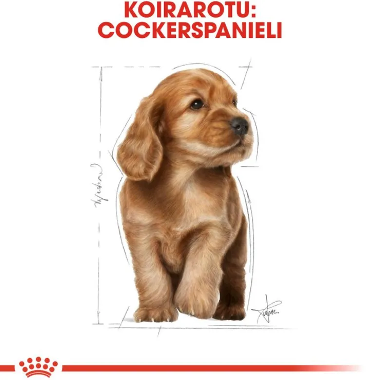 Royal Canin Cocker Puppy