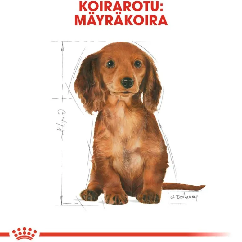 Royal Canin Dachshund Puppy