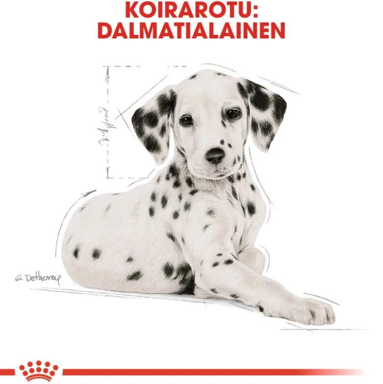 Royal Canin Dalmatian Puppy