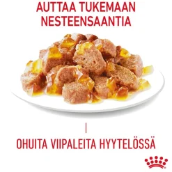 Royal Canin FCN Urinary Care hyytelössä