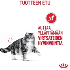 Royal Canin FCN Urinary Care hyytelössä