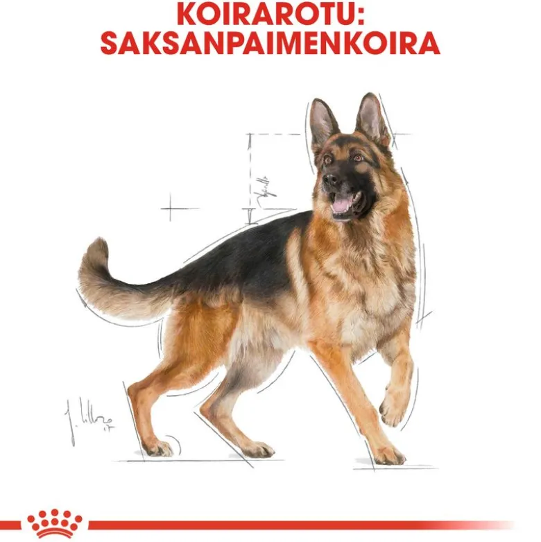 Royal Canin German Shepherd Adult