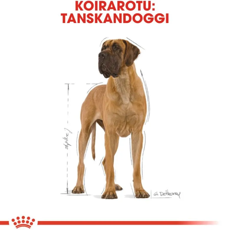 Royal Canin Great Dane Adult
