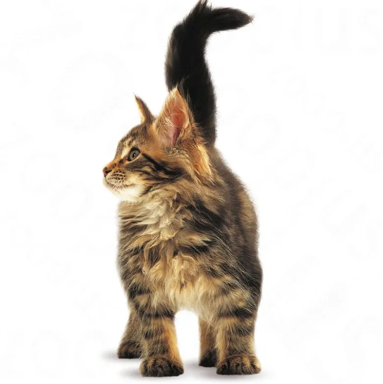 Royal Canin Maine Coon Kitten