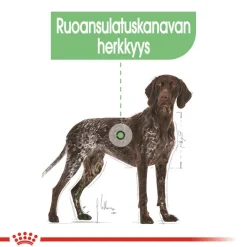 Royal Canin Maxi Digestive Care