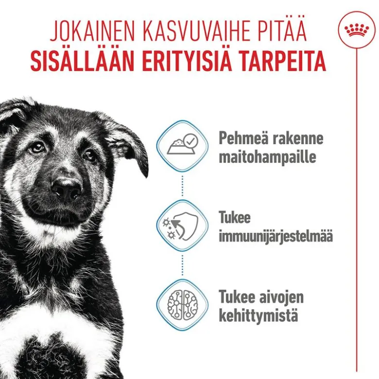 Royal Canin Maxi Puppy kastikkeessa