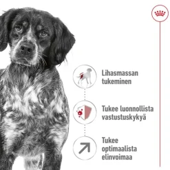 Royal Canin Medium Adult 7+